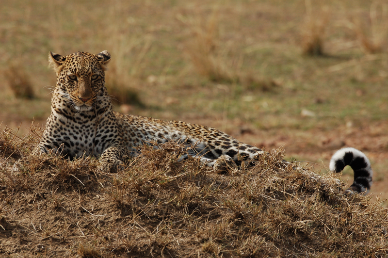 Illustration for article titled Out of Africa. More Leopards.
